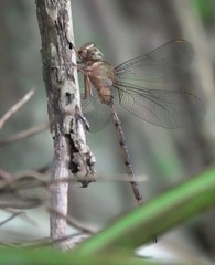 Gynacantha subinterrupta