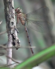 Gynacantha subinterrupta