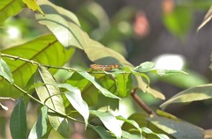 Lasippa tiga siaka