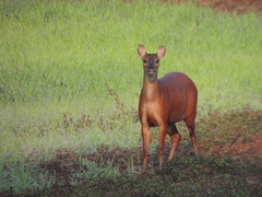 Red Brocket photo 2