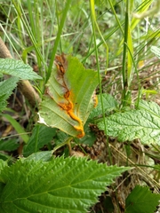 Triphragmium ulmariae