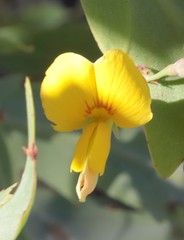 Bossiaea bossiaeoides