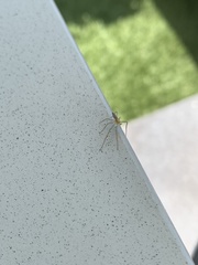 Philodromus albidus