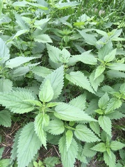 Urtica dioica