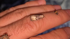 Bryophilina mollicula
