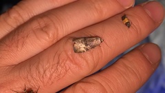 Bryophilina mollicula