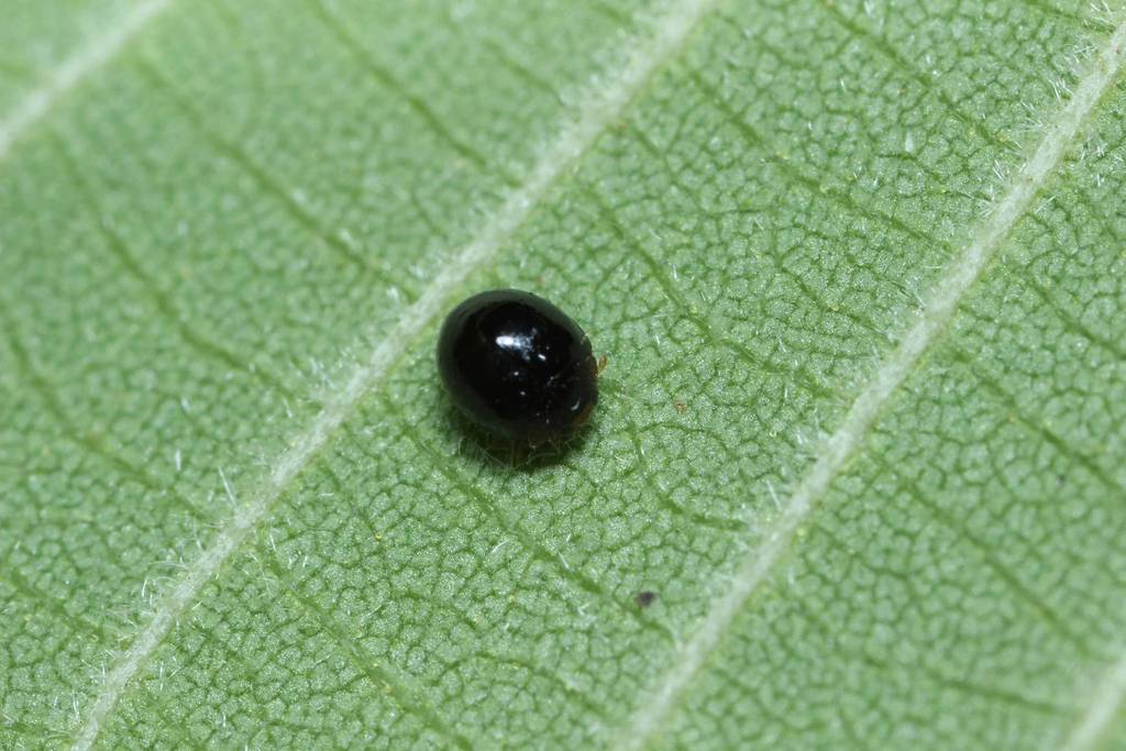 Serangium japonicum