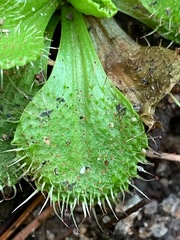 Drosera aberrans