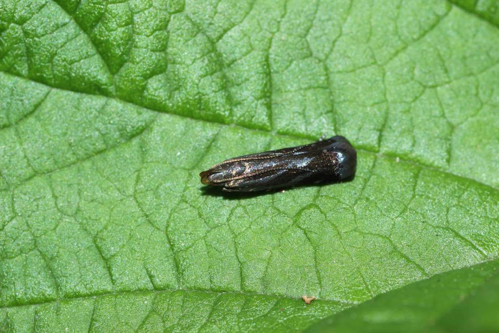 Dichomeris hoplocrates