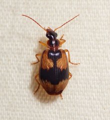 Lebia fuscata