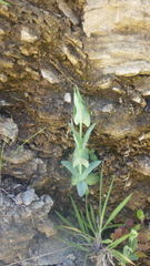 Blackstonia perfoliata