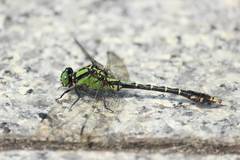 Nihonogomphus viridis