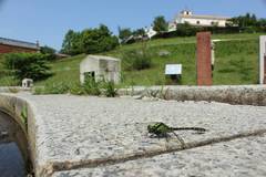 Nihonogomphus viridis