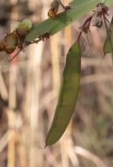 Bossiaea bossiaeoides