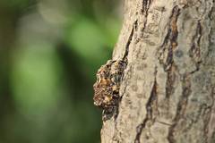 Ectatorhinus adamsii