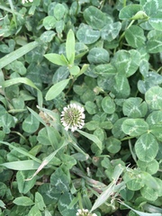 Trifolium repens