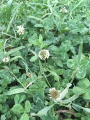 Trifolium repens