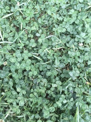 Trifolium repens
