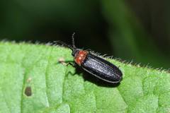 Cyphonocerus ruficollis