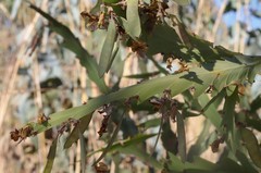 Bossiaea bossiaeoides