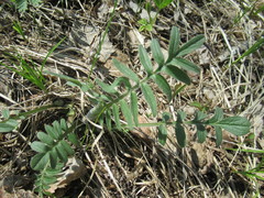 Valeriana alternifolia