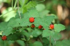 Rubus microphyllus