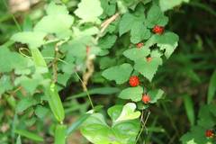 Rubus microphyllus