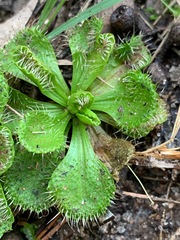 Drosera aberrans