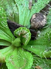 Drosera aberrans