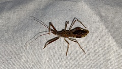 Epidaus tuberosus