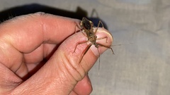 Epidaus tuberosus