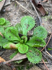 Drosera aberrans