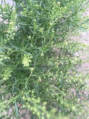 Lepidium ruderale