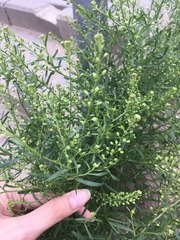 Lepidium ruderale