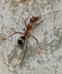 Camponotus wiederkehri