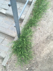 Lepidium ruderale
