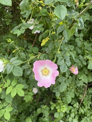 Rosa canina
