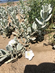 Convolvulus persicus