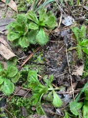 Drosera aberrans
