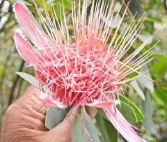 Protea aurea aurea