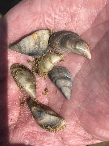 Dreissena elata