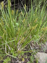 Divisae