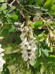 Robinia pseudoacacia