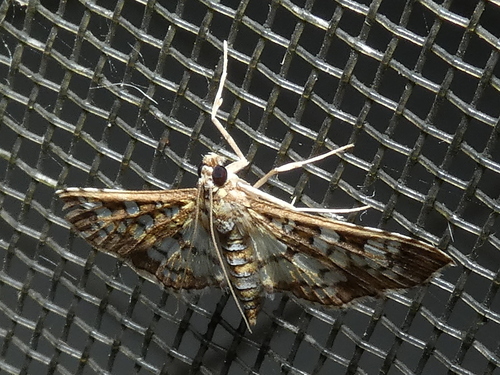 Assembly Moth