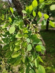 Robinia pseudoacacia