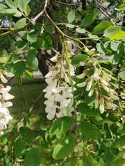 Robinia pseudoacacia