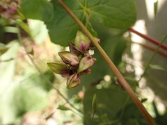 Fallopia baldschuanica