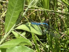 Coenagrion puella