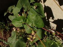 Fallopia baldschuanica