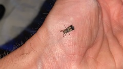 Ozotomerus japonicus